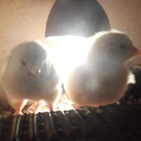 Farma Hermina بيت ضيافة يليمنيتسي